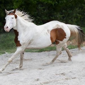 Cavallo nel Maneggio in Brianza, nelle vicinanze di Vimercate