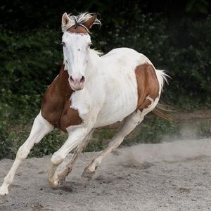 Cavallo al galoppo della scuderia Anita Ranch