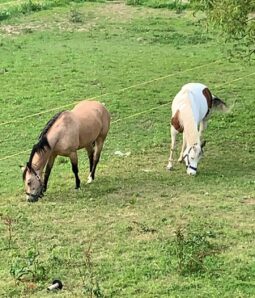 Cavalli del maneggiop Anita Ranch a Monza Brianza